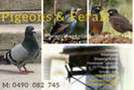 Pigeons and Ferals