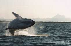 whale breaching off Tweed coast