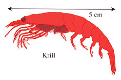 Illustration of Krill, the main fodsource of baleen whales
