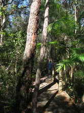 Walking path at Tweed Bicentennial Environmental Park 