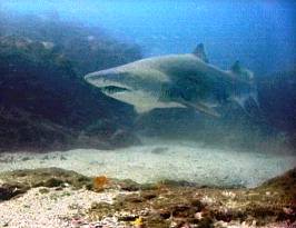 Grey nurse shark photo courtesy Tim Hochgrebe