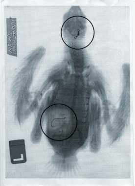 Osprey X-ray