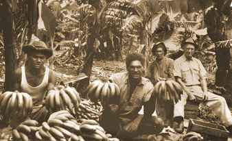 Bananas being harvested
