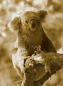 Koala by D Palmer
