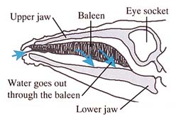 Illustration of baleen whale skull
