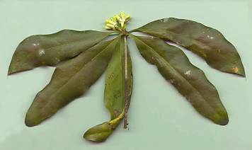 Eidothea sp Nightcap leaf and flower speciman